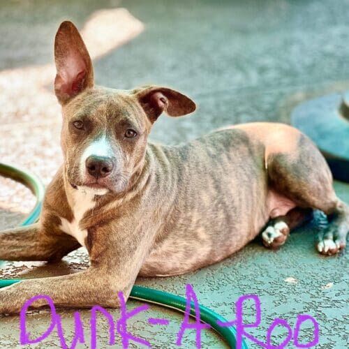 Foster puppy named Dunkaroo from Arizona Humane Society enjoying some peaceful outside time during foster care in Glendale Arizona