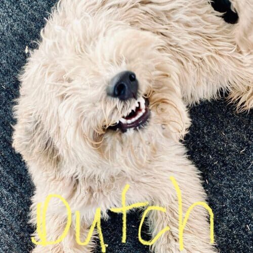 Labradoodle puppy named Dutch participating in a board and train program in Glendale Arizona