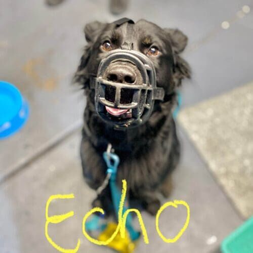 Dog named Echo receiving nail trimming desensitization training for aggressive behavior in Glendale Arizona.