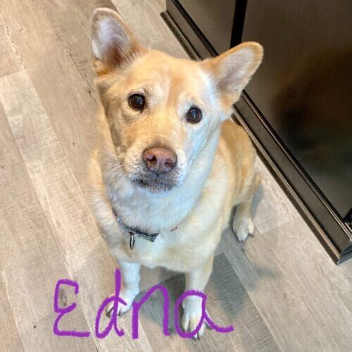 Senior rescue dog named Edna receiving in-home pet sitting care in Peoria Arizona