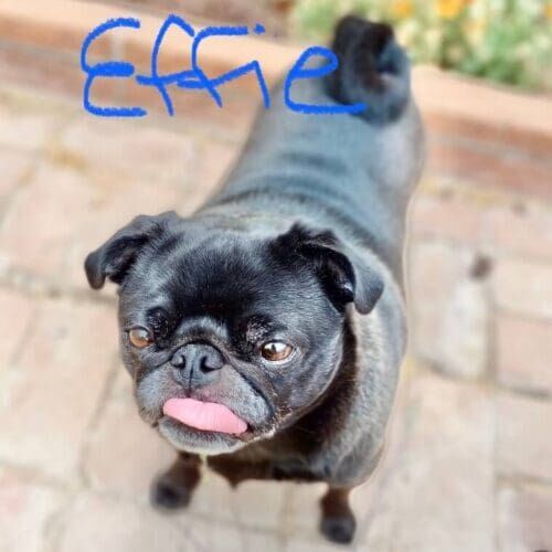 Senior black pug named Effie receiving in-home pet care visits in Glendale Arizona