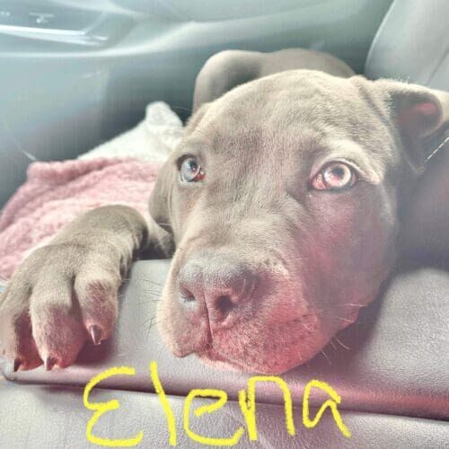 Cane Corso puppy named Elena being transported for a veterinary visit during a pet care service in Glendale Arizona