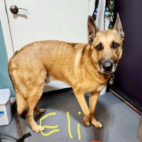 Belgian Malinois named Eli receiving a deshedding grooming service in Glendale Arizona.