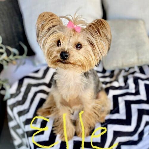 Yorkie puppy named Elle practicing training skills during an in-home session in Phoenix Arizona