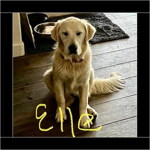 English cream retriever puppy named Elle practicing training skills during an in-home session in Phoenix Arizona