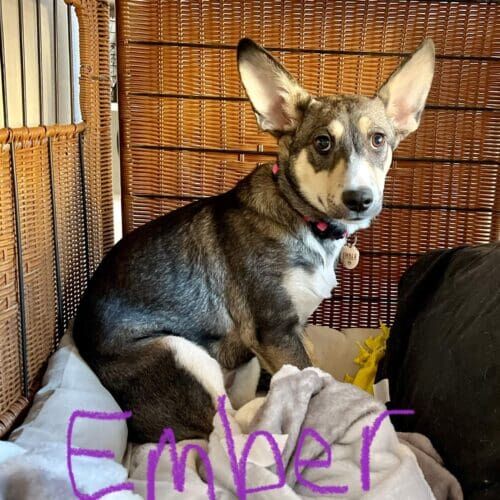 Rescue German shepherd puppy named Ember working through fear-based behaviors during a training session in Glendale Arizona