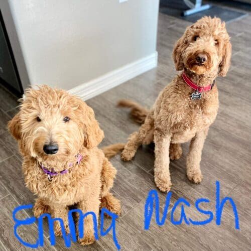 Goldendoodles named Emma and Nash participating in in-home dog training in Glendale Arizona