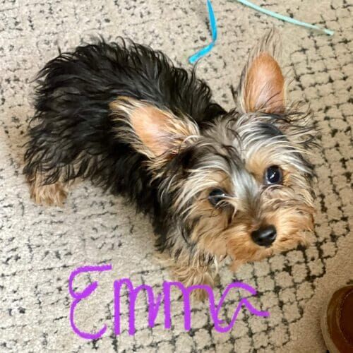 Yorkie puppy named Emma learning training skills during an in-home session in Peoria Arizona