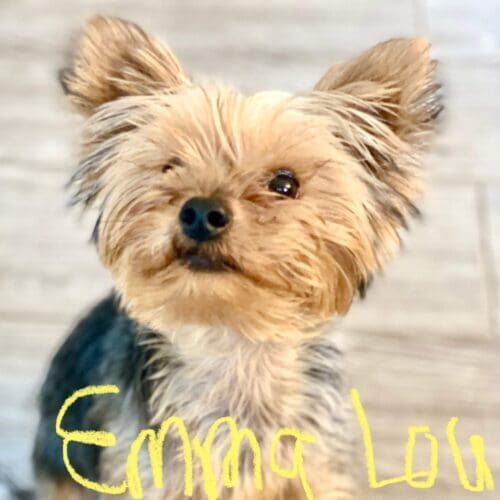 Yorkie puppy named Emma Lou practicing training skills during an in-home session in Peoria Arizona