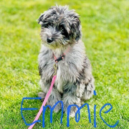 Aussiedoodle puppy named Emmie practicing puppy training skills during an in-home session in Peoria Arizona