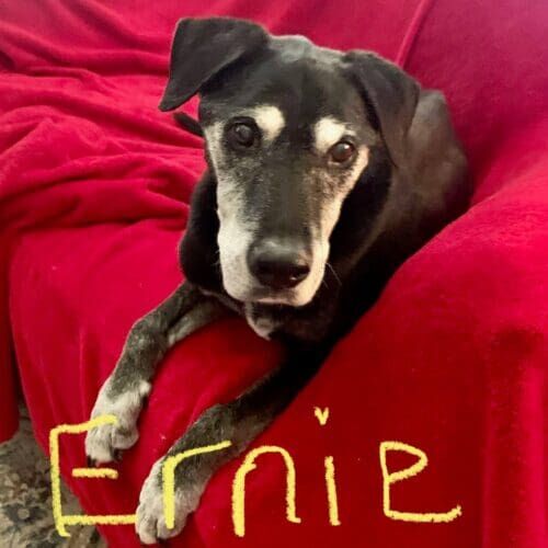 Senior dog named Ernie receiving 24-hour live-in pet sitting care in Glendale Arizona