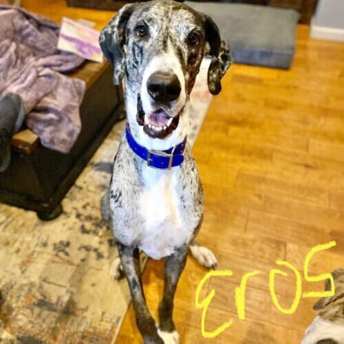 Great Dane named Eros participating in in-home dog training in Glendale Arizona