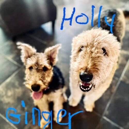 Family dogs participating in in-home dog training sessions in Peoria Arizona