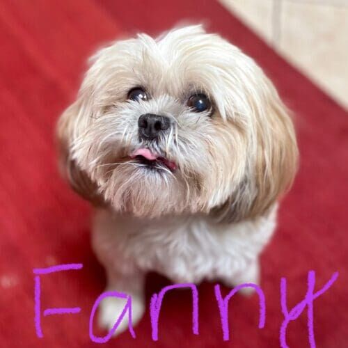 Small white dog named Fanny receiving overnight live-in pet sitting care in Peoria Arizona