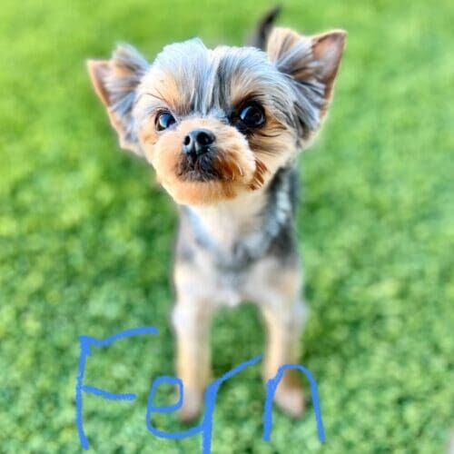 Yorkie puppy named Fern learning training skills using positive reinforcement during an in-home session in Vistancia Arizona