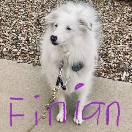 White and deaf Sheltie learns basic obedience cues and skills through positive reinforcement in Glendale AZ