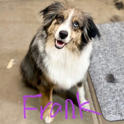 Tri colored Australian Shepherd Frank excelled during his positive dog training in home behavior modification program in Glendale, AZ.