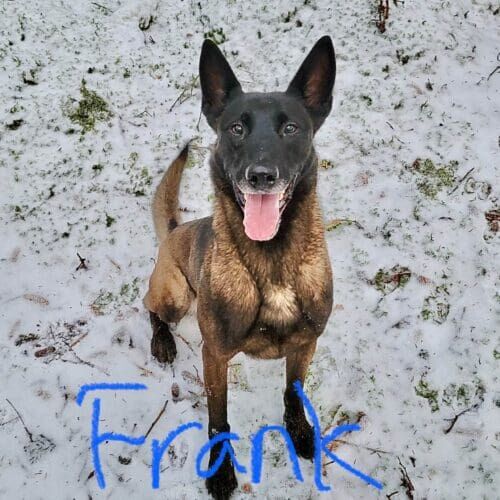 Belgian Malinois named Frank being transported using pet taxi service to or from the airport in Phoenix Arizona