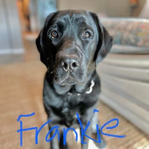 Black Lab Frankie needed a little work on his front door manners and became a perfectly gentleman to guest after positive doorbell desensitization dog training in Peoria, AZ.
