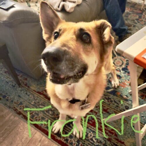 Rescue German shepherd named Frankie receiving in-home dog training in Glendale Arizona
