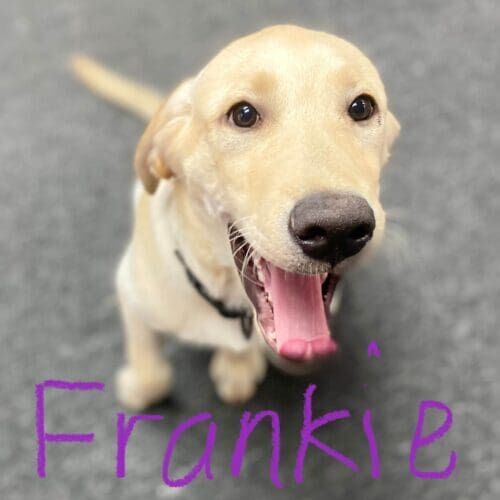 Yellow lab puppy named Frankie practicing training skills during an at-home session in Phoenix Arizona