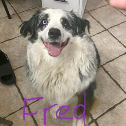 Australian shepherd named Fred participating in leash reactivity training in Glendale Arizona