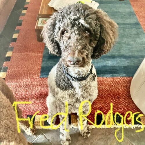 Standard poodle named Fred receiving overnight in-home pet sitting care in Phoenix Arizona