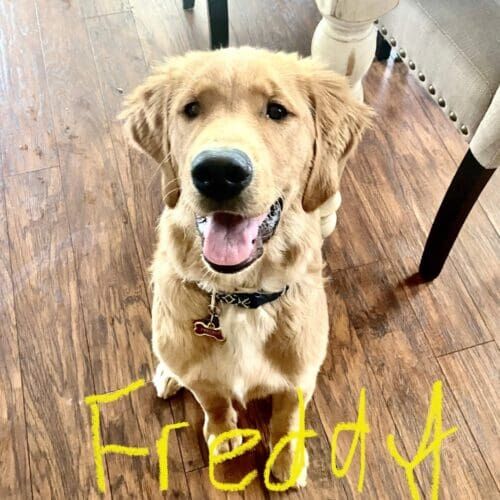Golden retriever puppy named Freddy receiving 24-hour in-home pet sitting care in Peoria Arizona