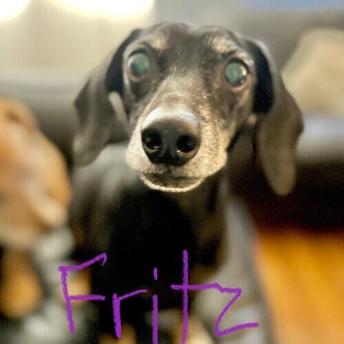Dachshund mix named Fritz receiving professional at-home pet care in Glendale Arizona