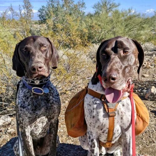 Two high energy German Shorthair Pointers get their needs fulfilled with longer weekly dog walks in Phoenix, AZ