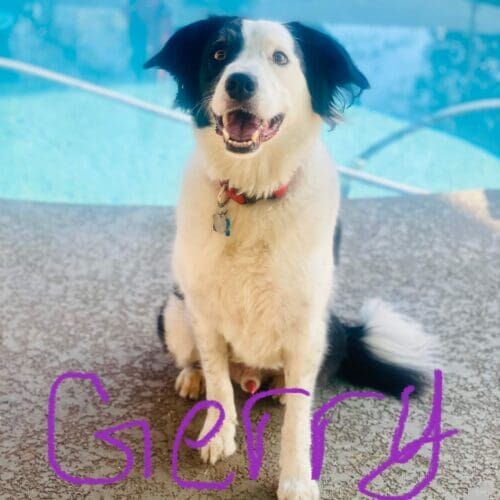 Dog named Gerry participating in a temperament test during a boarding stay in Glendale Arizona