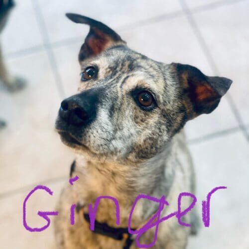 Brindled pitbull mix Ginger excelled and completed a positive leash walk training program in Peoria, AZ.