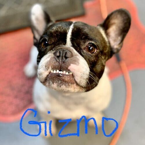 French Bulldog named Gizmo receiving a bath, nail trimming, and ear cleaning during a grooming visit in Glendale Arizona.