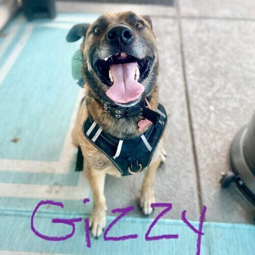 German shepherd mix named Gizzy staying during a dog boarding visit in Glendale Arizona