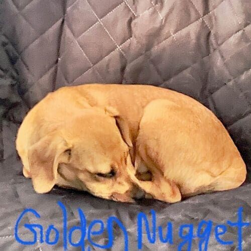 Foster puppy Golden nugget working on care travel desensitization with his foster mom