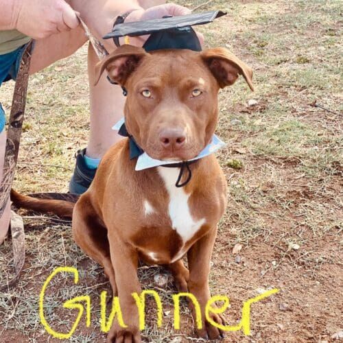 Brown pitbull puppy Gunner looking very serious for his graduation from group dog obedience class in Peoria, AZ.