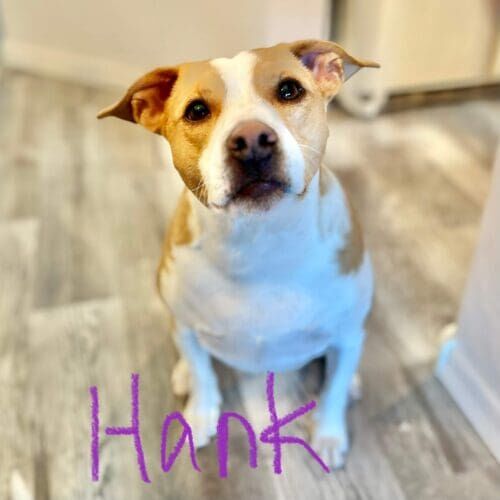 Pitbull named Hank working on in-home behavior modification training in Glendale Arizona