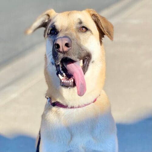 Dog relaxing after a midday dog walking session in Peoria Arizona