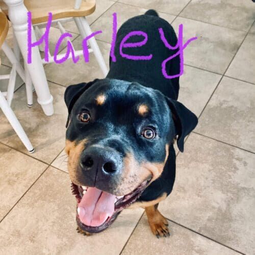 Rottweiler puppy Harley benefitted from a 24 hour overnight professional puppy sitter to keep her potty training on the right path in Phoenix, AZ.