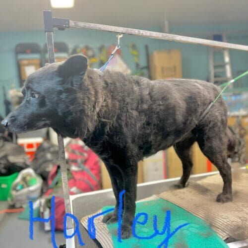 Senior Black Lab mix named Harley receiving a grooming service in Glendale Arizona.