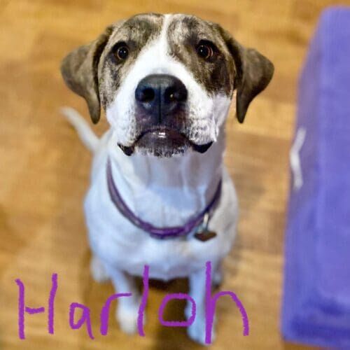 Pitbull named Harloh participating in in-home dog training in Glendale Arizona