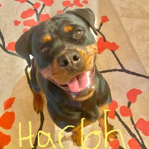 Rottweiler puppy Harloh, enjoyed her midday potty breaks when her mom had to work in Glendale, AZ.