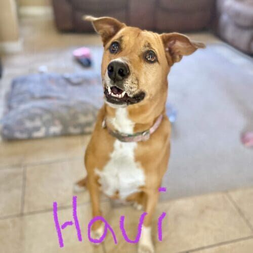 Dog named Haui receiving hourly in-home pet sitting care in Peoria Arizona
