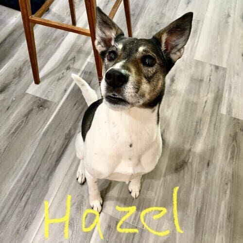 Dog named Hazel receiving overnight in-home pet sitting care in Glendale Arizona