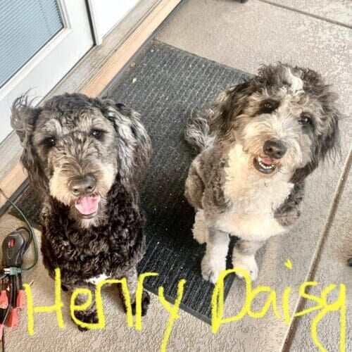 Aussiedoodles named Henry and Daisy staying together during a boarding visit in Glendale Arizona