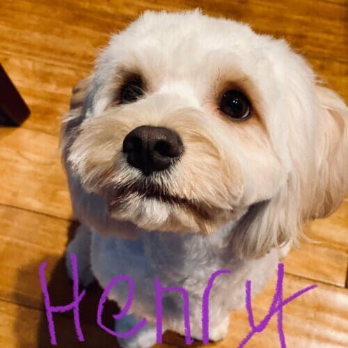Fearful dog named Leo working on behavior modification training at home in Litchfield Park Arizona