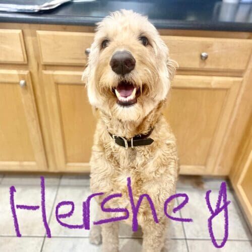 Goldendoodle named Hershey receiving in-home pet sitting visits in Glendale Arizona