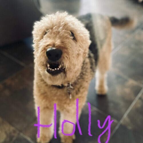 Dog named Holly working on manners and behavior training in Peoria Arizona