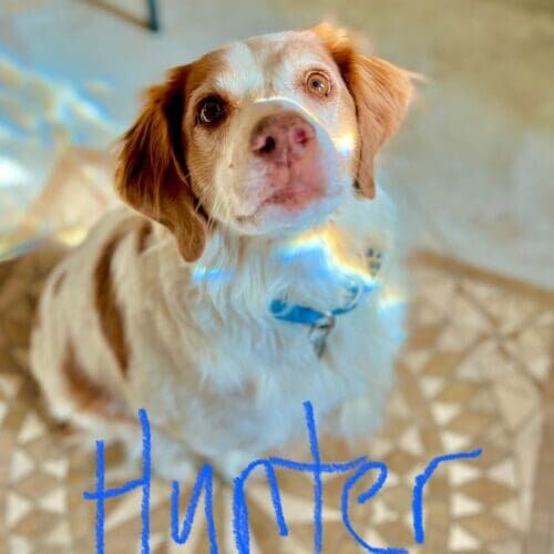 Brittany mix puppy Hunter, was very energetic and loved to jump on people and things, but learned after in home puppy training that a default sit yeilds higher rewards.