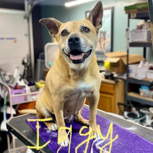 Dog named Iggy receiving a bath and nail trimming during a grooming visit in Glendale Arizona.